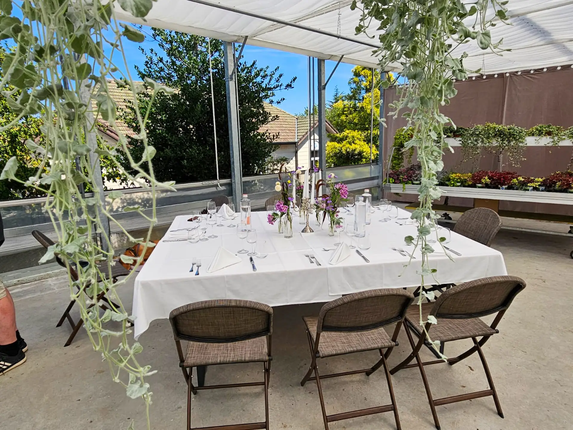 Weiss eingedeckte Tafel im Triibhuus Rothrist unter einem Glasdach, mit Kerzenleuchtern, Blumen und hängenden Eukalyptuszweigen